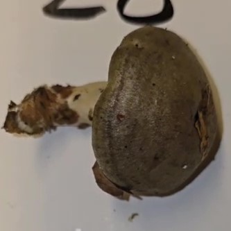 Lactarius blennius