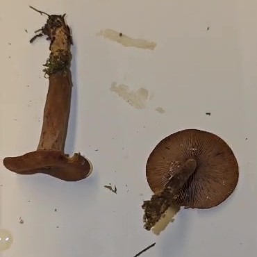 Lactarius camphoratus