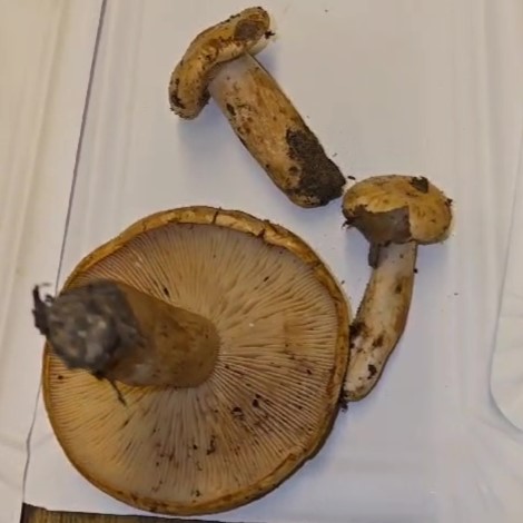 Lactarius pallidus