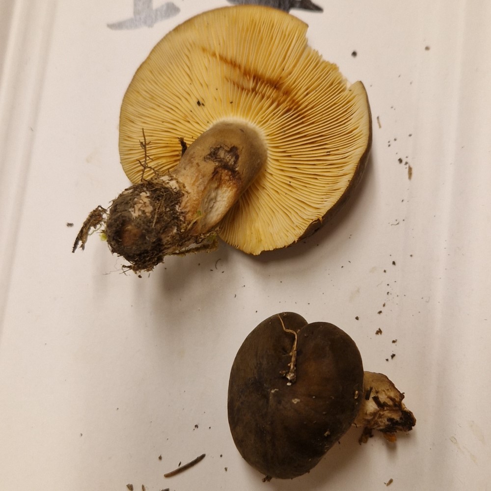 Lactarius picinus