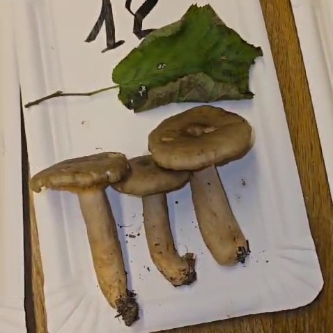 Lactarius pyrogalus