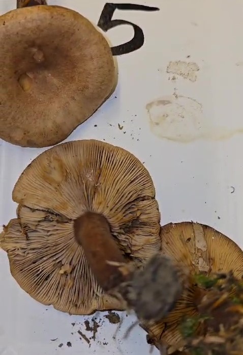 Lactarius quietus