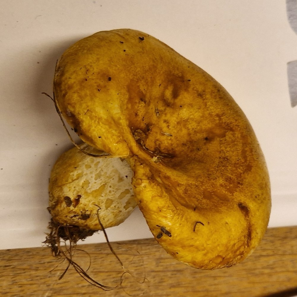 Lactarius scrobiculatus