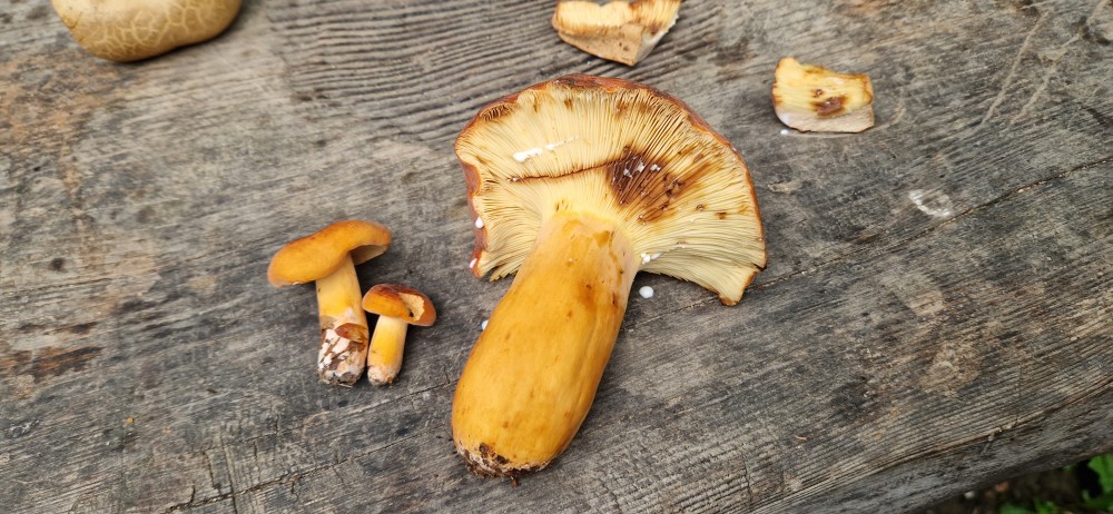 Lactarius volemus
