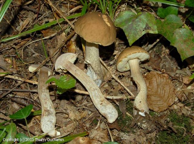 Leccinellum pseudoscabrum