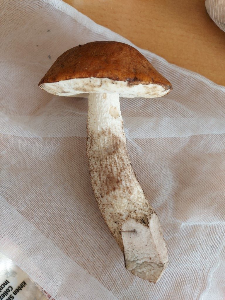 Leccinum scabrum