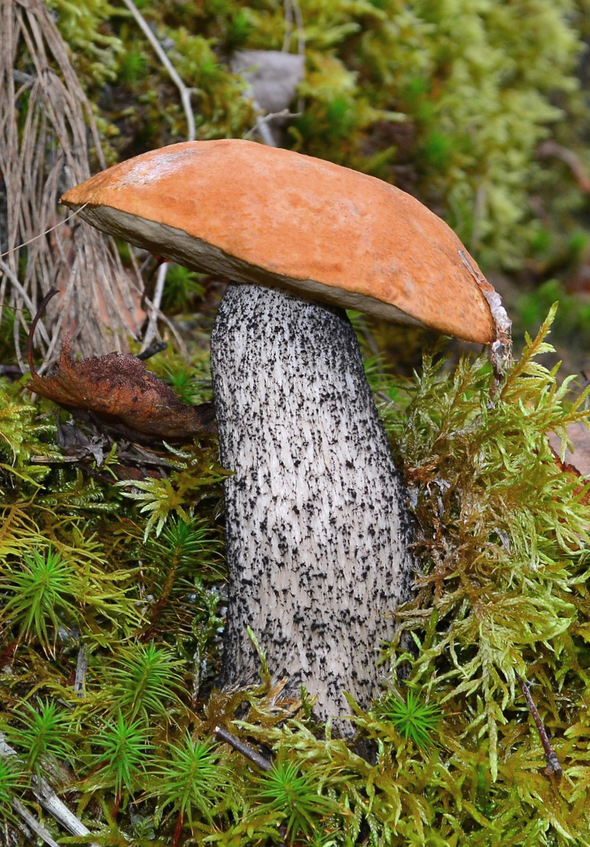Leccinum versipelle