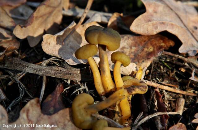 Leotia lubrica