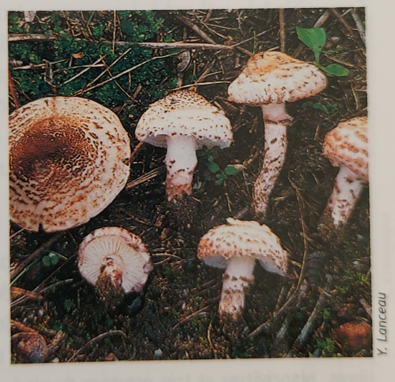 Lepiota brunneoincarnata