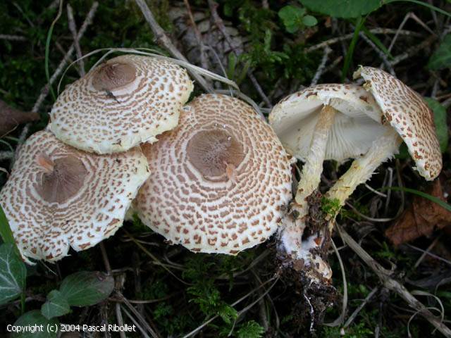 Lepiota clypeolaria