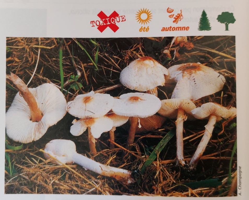 Lepiota cristata