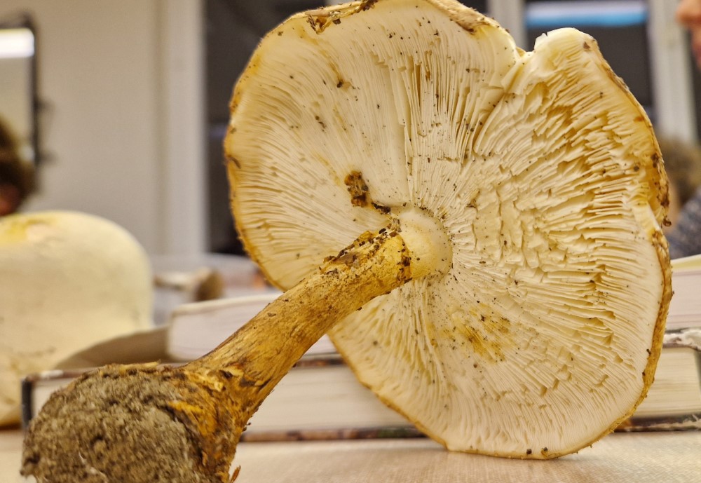 Echinoderma asperum