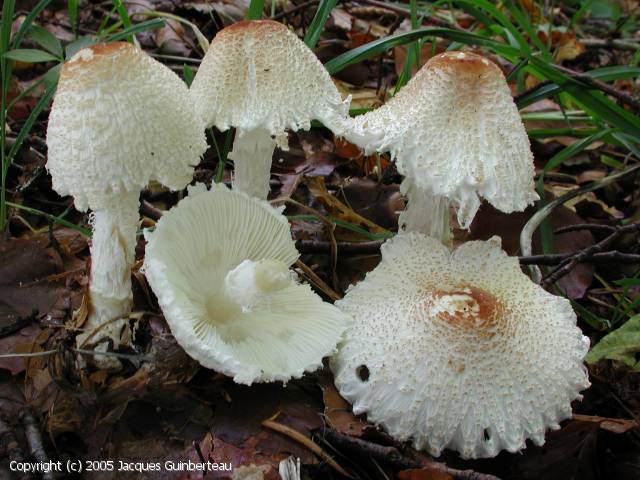 Lepiota ochraceosulfurescens