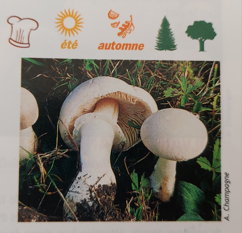 Leucoagaricus leucothites