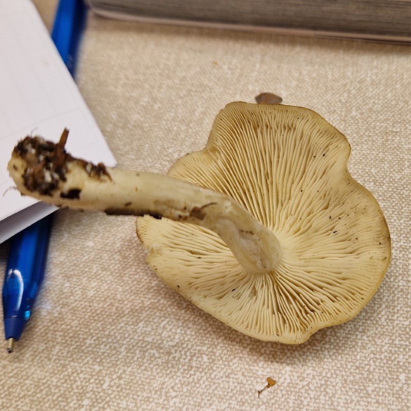 Leucocybe connata