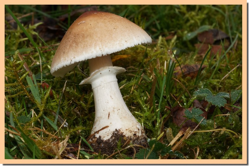 Macrolepiota excoriata