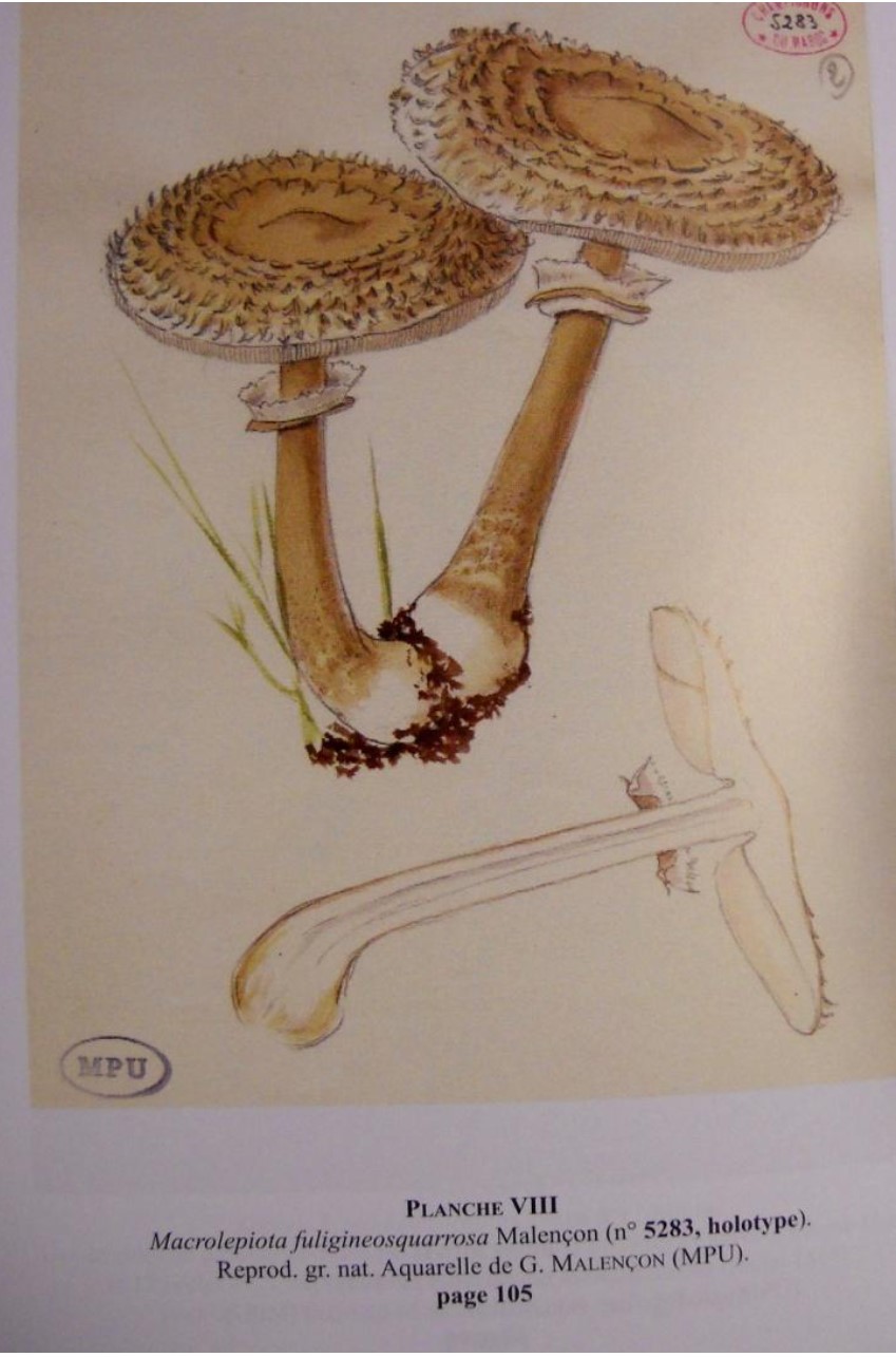 Macrolepiota fuligineosquarrosa