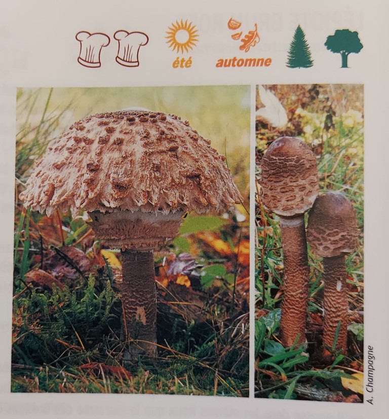 Macrolepiota procera