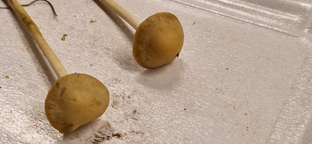 Marasmius oreades