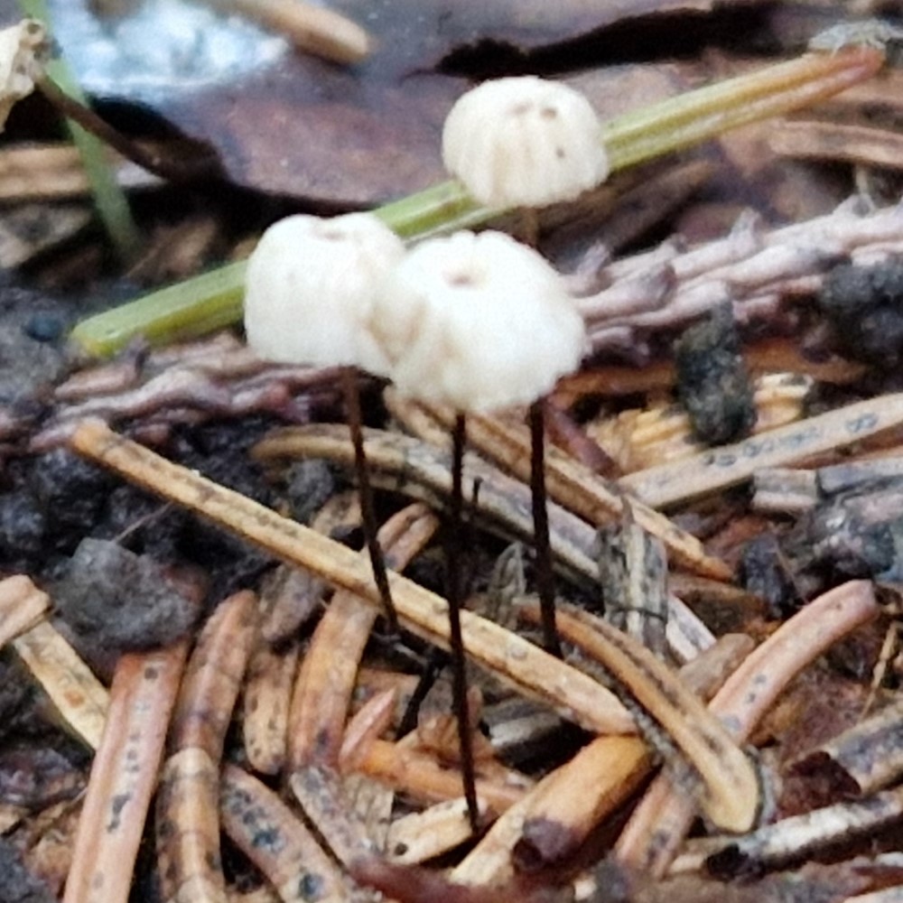 Marasmius wettsteinii
