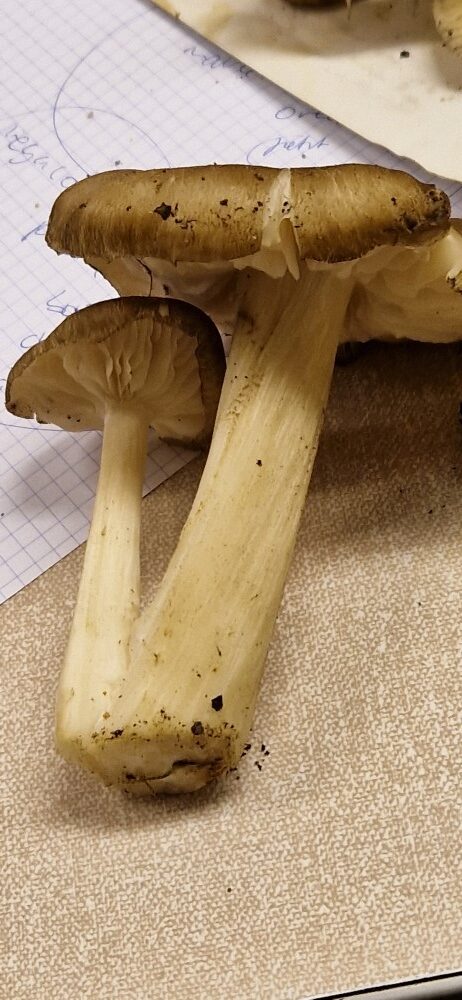 Megacollybia platyphylla