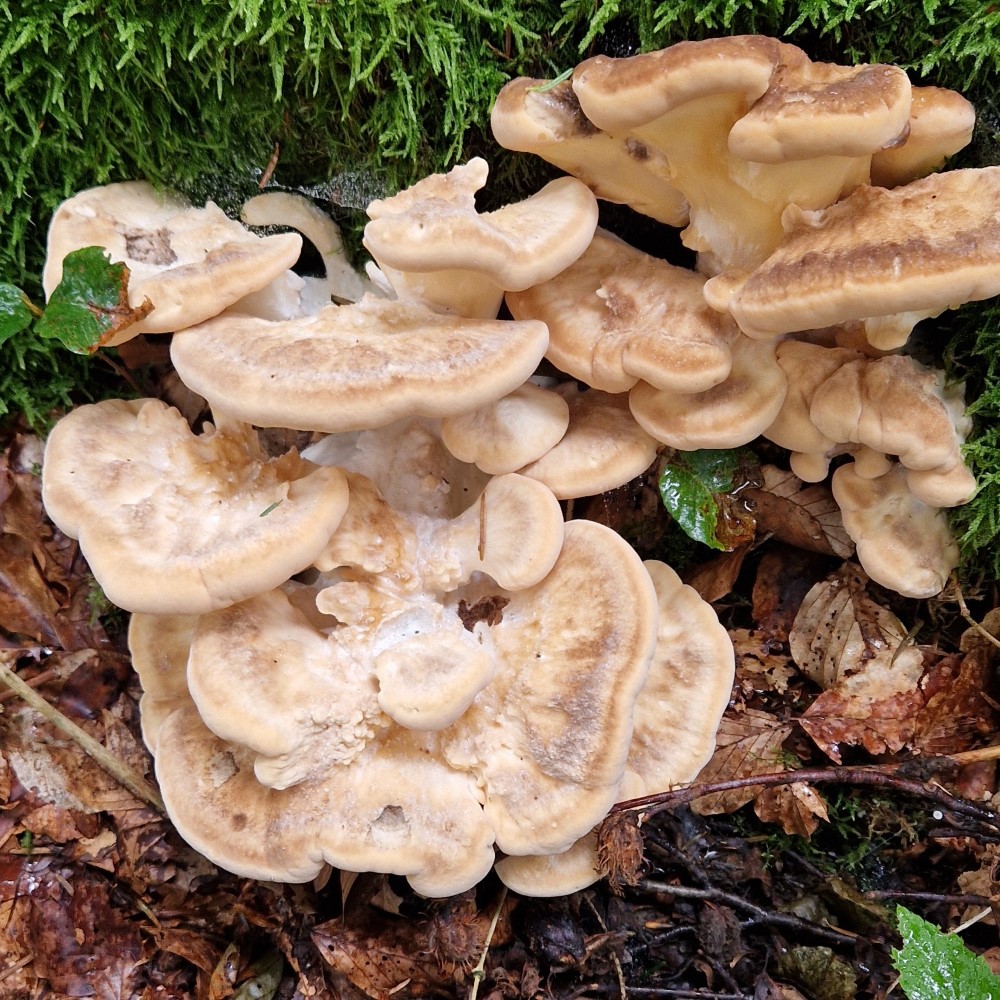 Meripilus giganteus