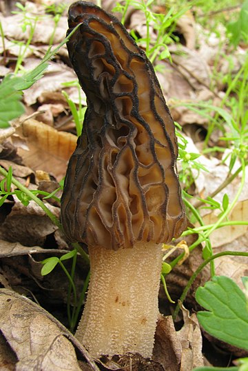 Morchella elata