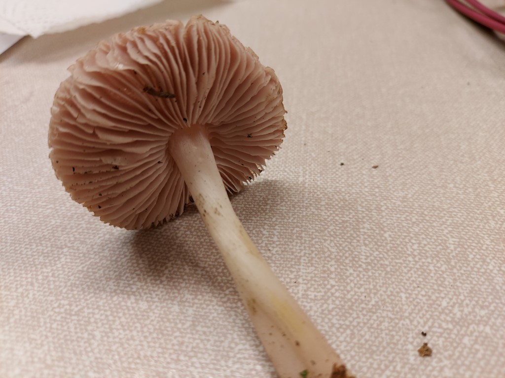 Mycena rosea