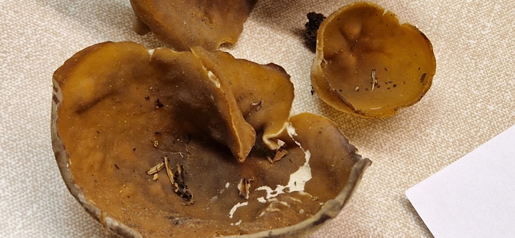 Peziza arvernensis