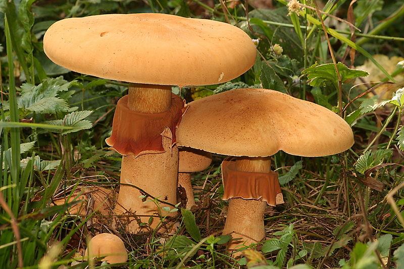 Phaeolepiota aurea