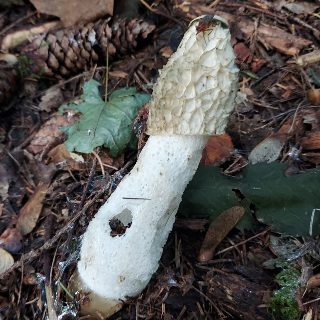 Phallus impudicus