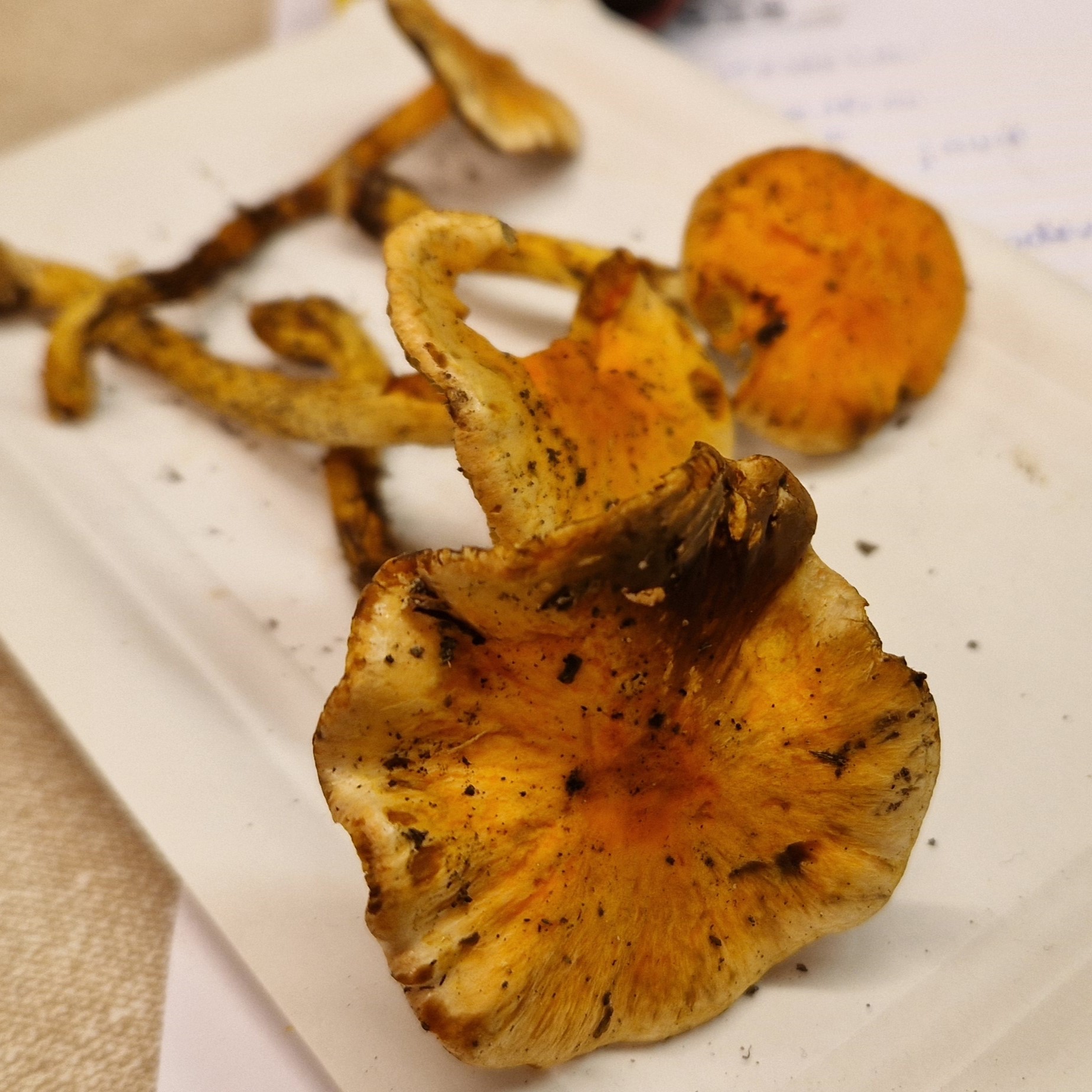 Pholiota astragalina