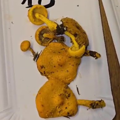 Pholiota flammans