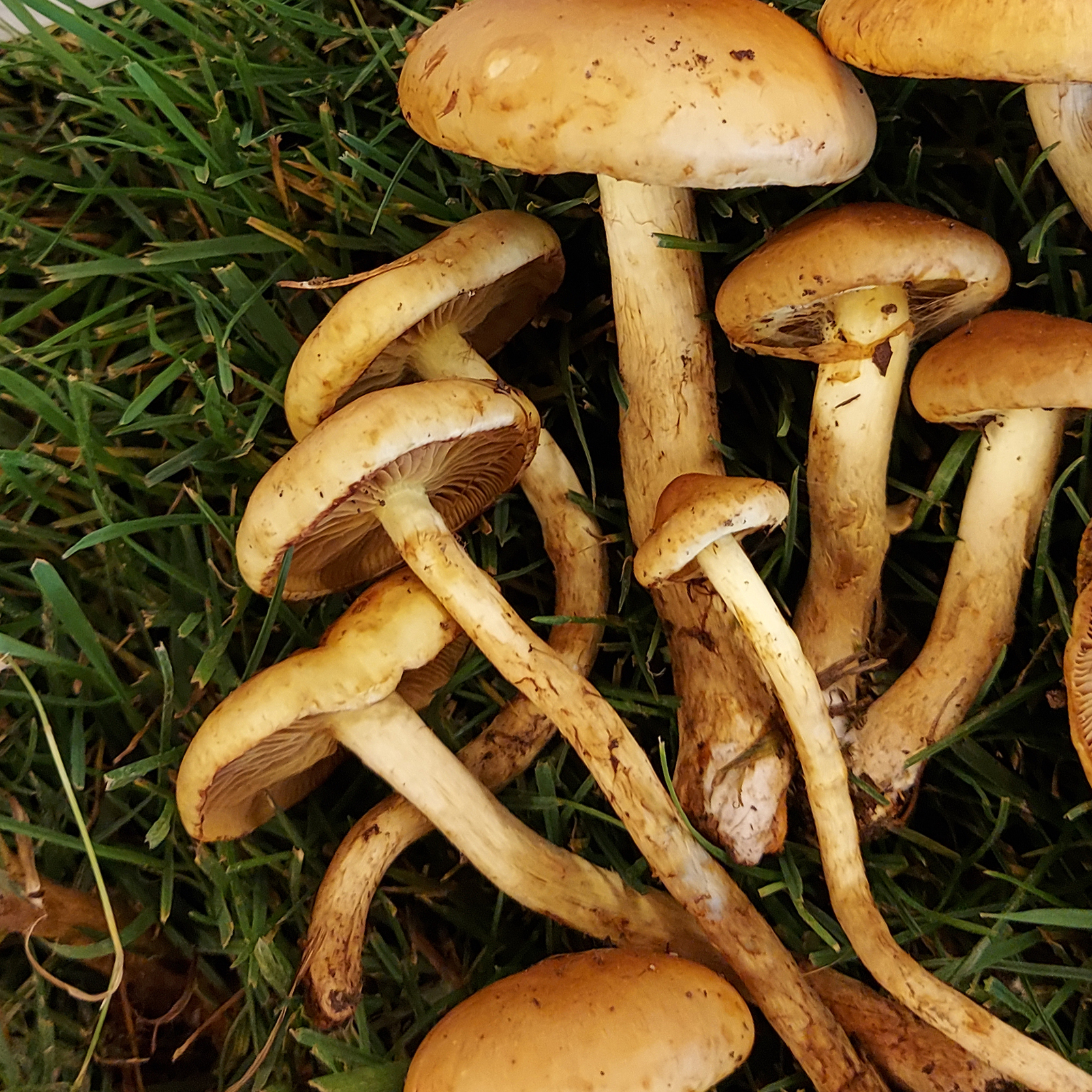 Pholiota spumosa