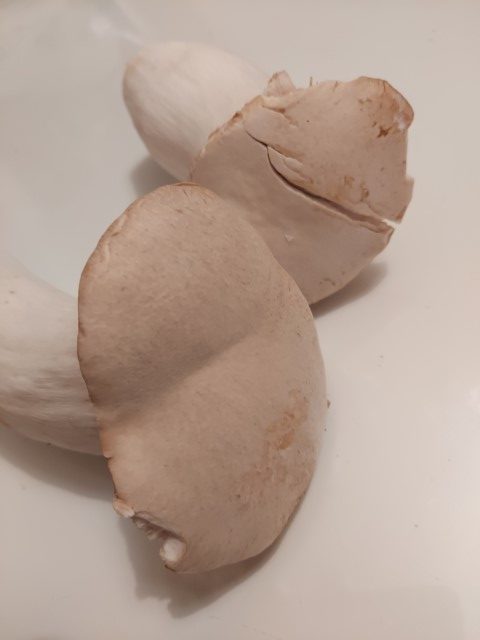 Pleurotus eryngii