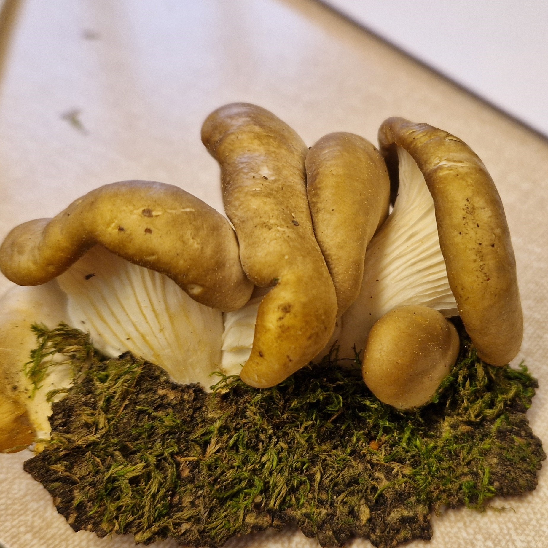 Pleurotus ostreatus