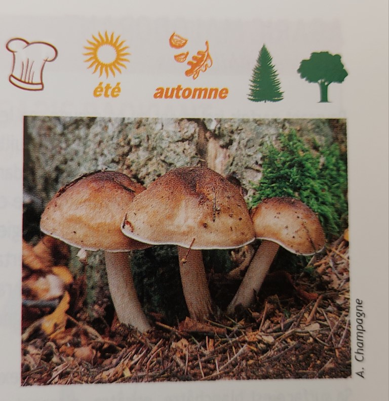 Pluteus cervinus