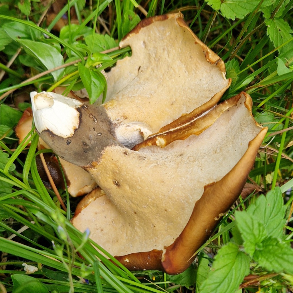 Polyporus badius