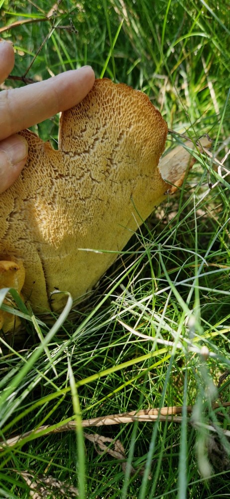 Polyporus squamosus