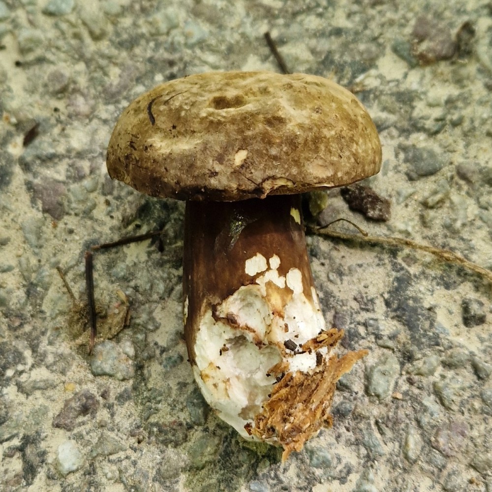 Porphyrellus porphyrosporus