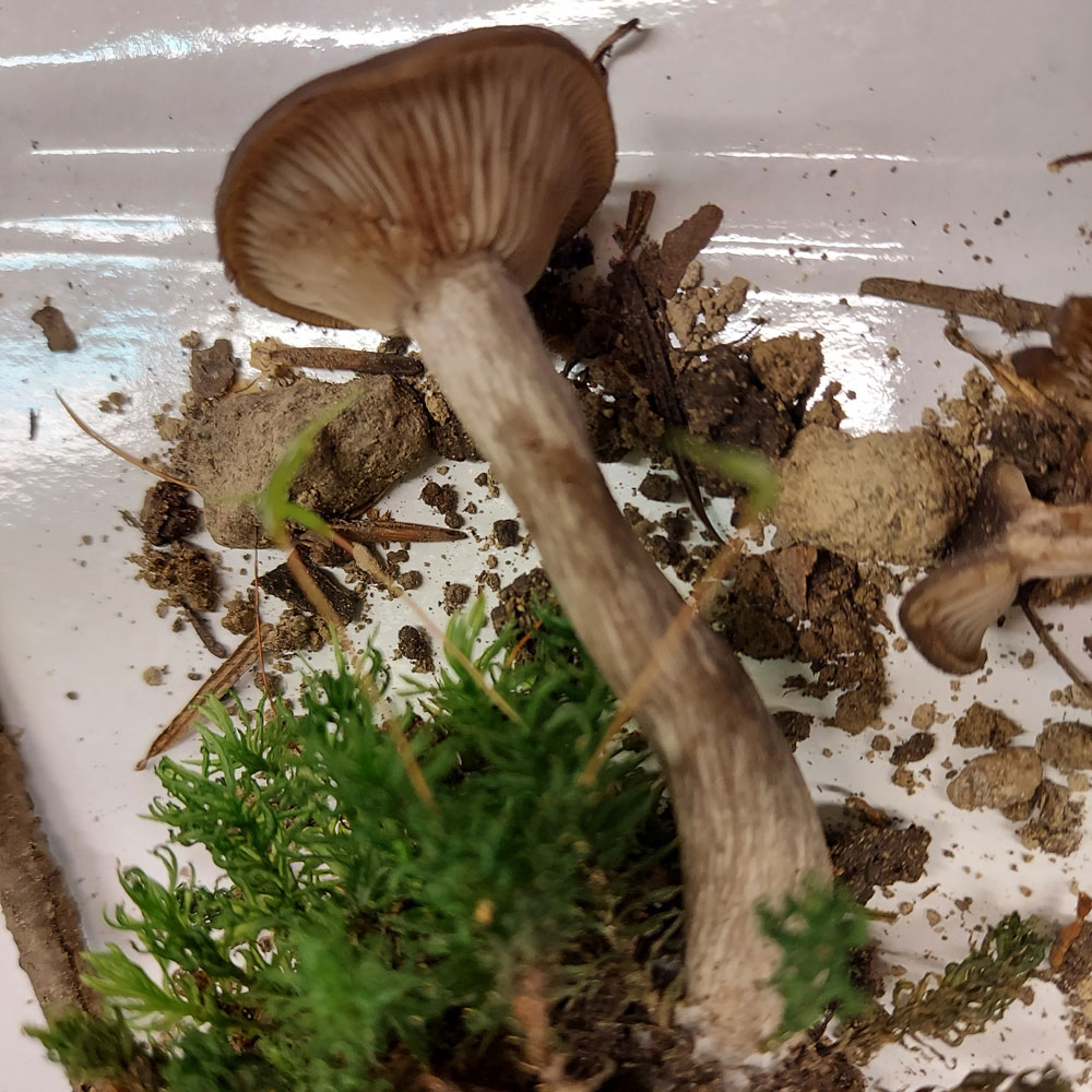 Pseudoclitocybe cyathiformis