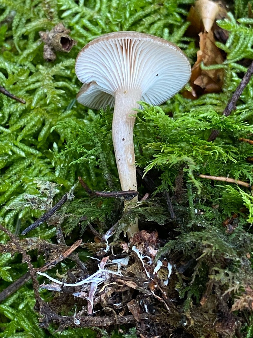Rhizocybe pruinosa