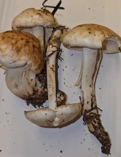 Rhodocollybia maculata