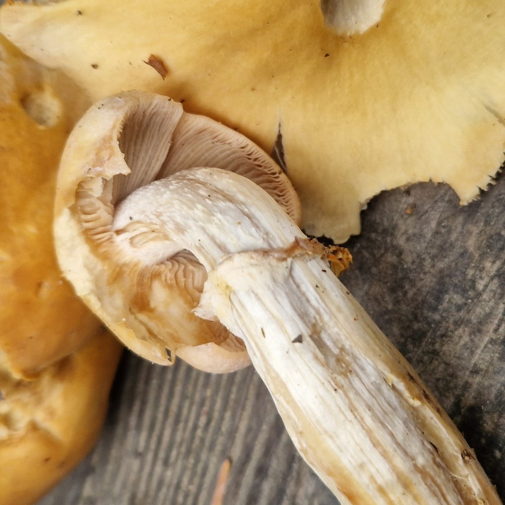 Rozites caperatus