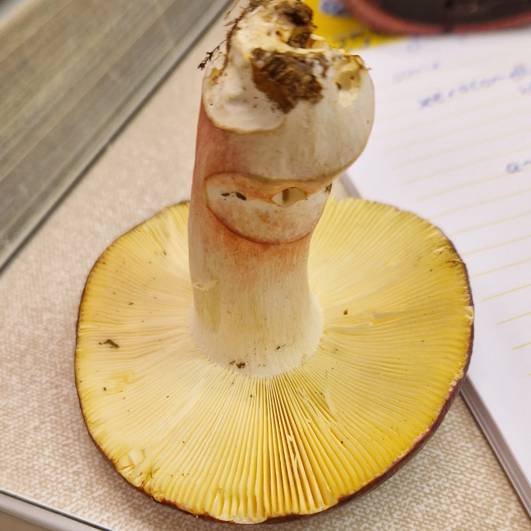 Russula badia