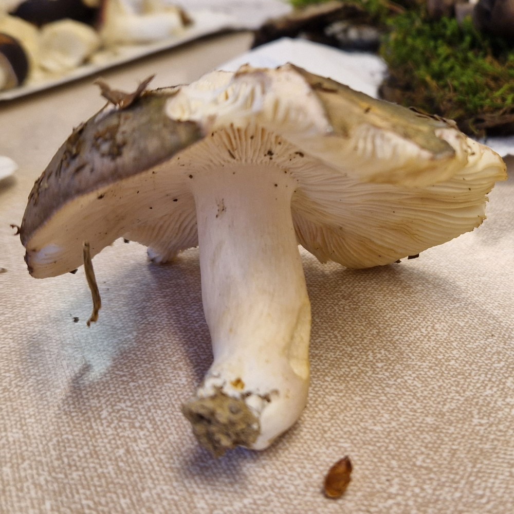 Russula cyanoxantha