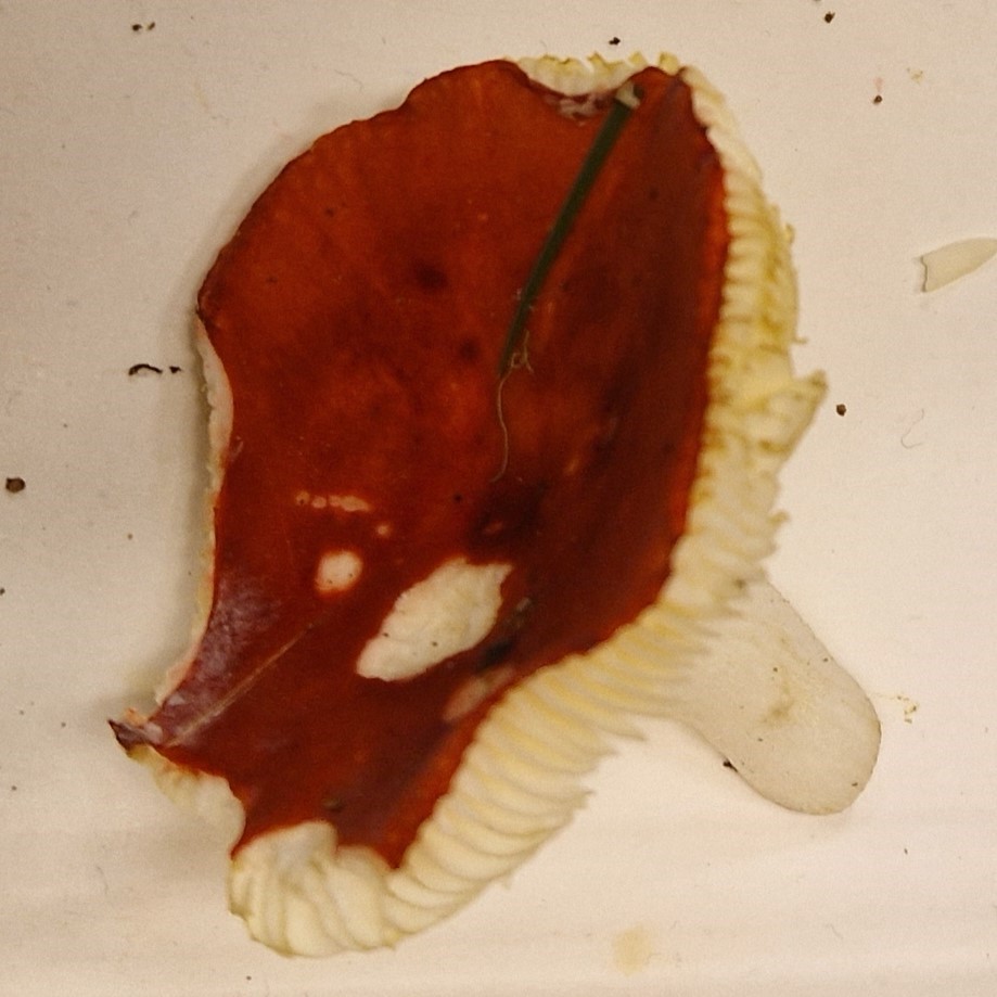Russula emetica