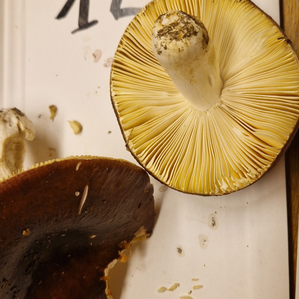 Russula integra