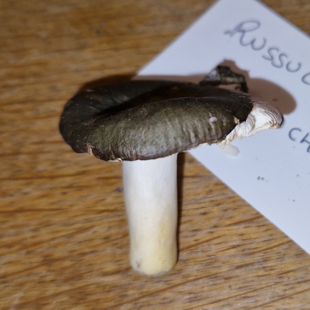Russula ionochlora