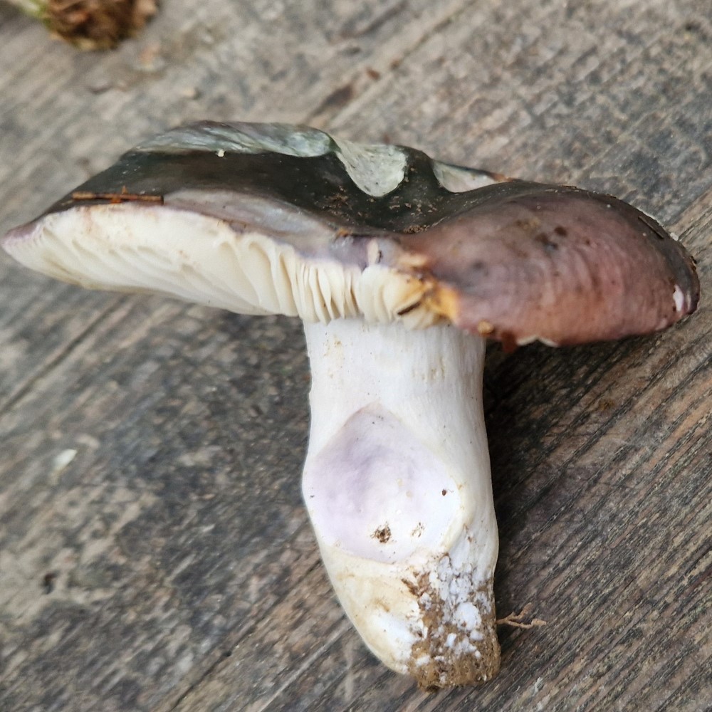 Russula langei